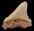 Chubutensis Tooth From NC - Megalodon Ancestor #43079-1